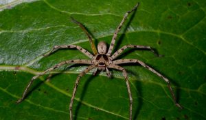 huntsman-spider-2